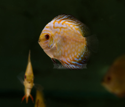 Дискус Пиджен классик Symphysodon