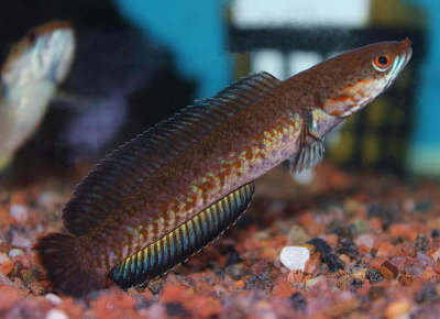 Змееголов Красноплавничный Channa sp