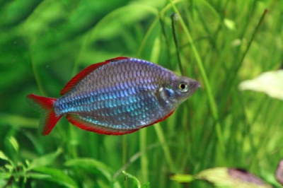 Радужница Неоновая, S Радужница Неоновая, S