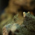 Креветка Макробрахиум Гималайский Macrobrachium sp Nepal Himalayas red claw
