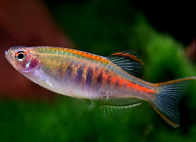 Данио Светлячок Danio choprae Данио Светлячок Danio choprae