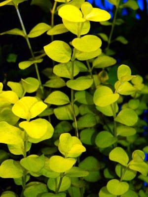 Лизимахия Золотистая, с грузом