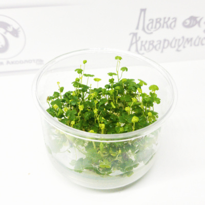Гидрокотила Трипартита (меристемное растение), ф60х40 мм