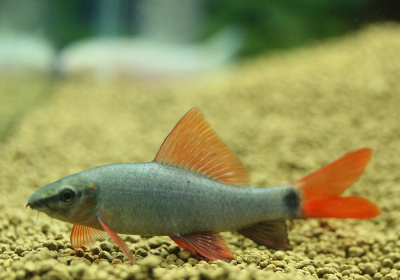 Лабео Зелёный, M Epalzeorhynchus frenatus