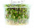 Ротала Бонсай (меристемное растение), ф60х40 мм