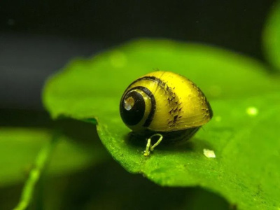 Улитка Неритина Солнечная