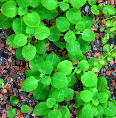 Лобелия Кардиналис (меристемное растение), ф60х40 мм