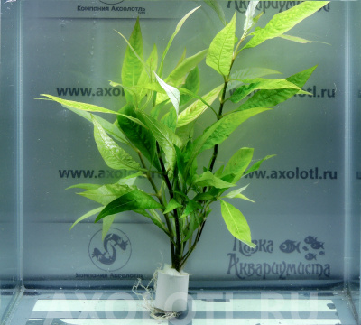 Гигрофила Лимонник Стрикта, с грузом Гигрофила Лимонник Стрикта, с грузом