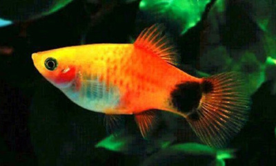 Пецилия Микки Маус Золотой