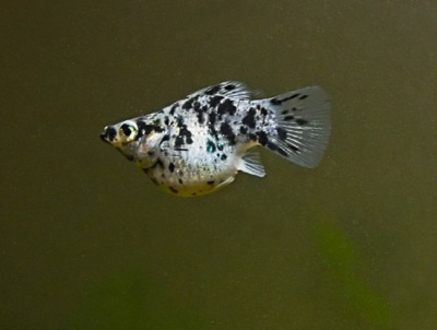 Моллинезия Баллон Далматинец