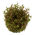 TROPICA Ротала Вьетнам (меристемное растение)
