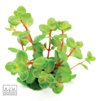 картинка Ротала Круглолистная  сп. Апельсиновый сок, в горшочке от магазина