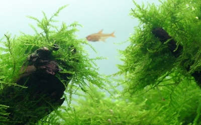 TROPICA Мох таксифилум Барбери (меристемное растение)