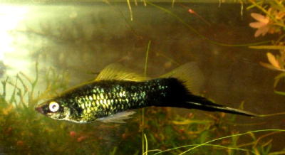 Меченосец Высокоплавничный Черный