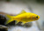 Комета Лимонная (SM) Carassius auratus