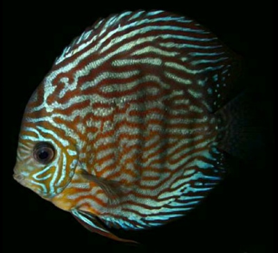 Дискус Туркис Бирюзовый  Symphysodon