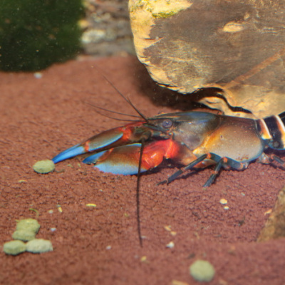 JBL NovoCrabs - Корм для панцирных ракообразных, 100 мл. (45 г.)