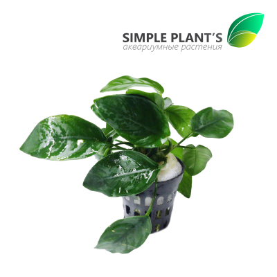 Анубиас Бартера Нана 3 шт, в горшочке Анубиас Бартера Нана 3 шт, в горшочке