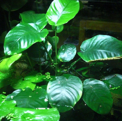 Анубиас Бартера Широколистный, в горшочке Анубиас Бартера Широколистный, в горшочке