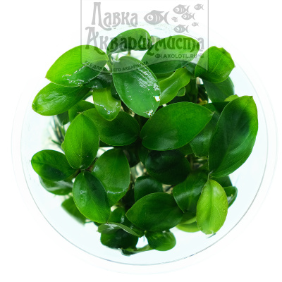 Анубиас Бартера (меристемное растение)