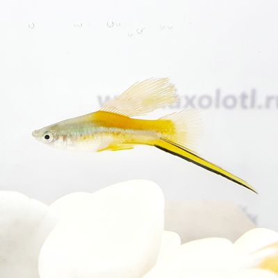 Меченосец Высокоплавничный Ананасный