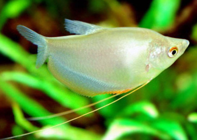Гурами Лунный свет, M Trichogaster leeri