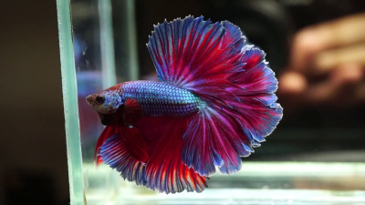 Петушок Халфмун Саламандра (самец)