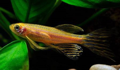 Данио Рерио Золотой  Brachydanio rerio