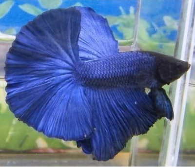 Петушок Халфмун Сапфир (самец)