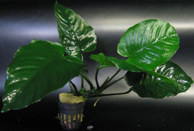 Анубиас Бартера Баттерфляй