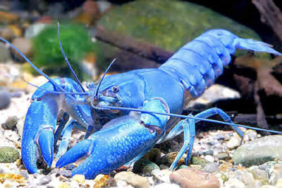 Рак Ябби (голубой)