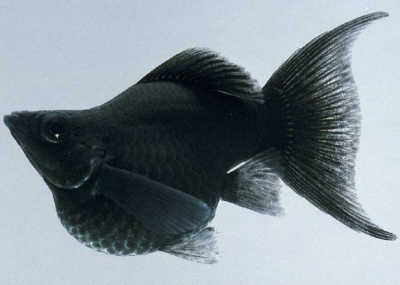 Моллинезия Баллон Черная Лира