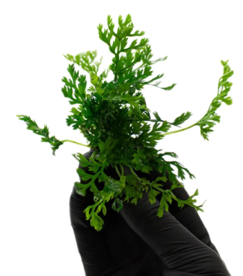 Папоротник Болбитис геделоти Компакт, шт