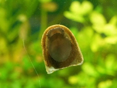 Улитка Неритина Бэтмэн