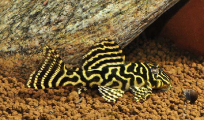 L340 Гипанциструс Meгa Клоун Hypancistrus sp. L340