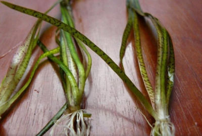 Валлиснерия Леопард Спиральная, с грузом