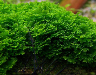 Мох Рикардия, 1 гр