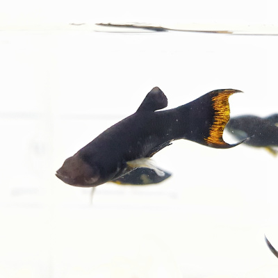 Моллинезия Черная Лира Моллинезия Черная Лира