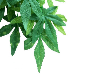 Тропическое растение Jungle Plants Абутилон, малое, 40х25 см