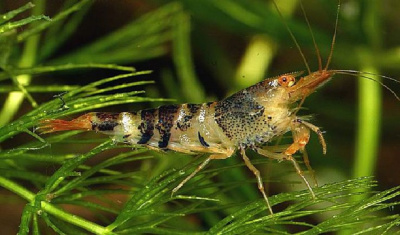 картинка Креветка шмель от магазина