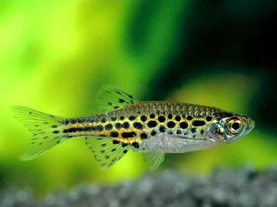 Данио Золотые колечки Danio tinwini