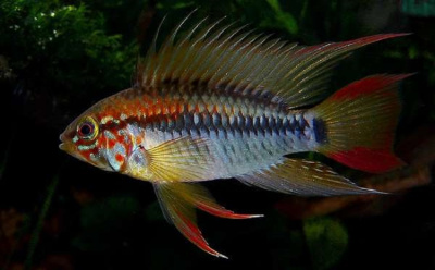 Апистограмма Виджета Apistogramma viejita