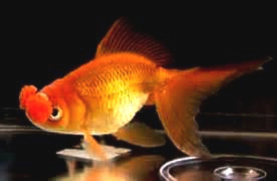 Пом Пон Красный (M) Carassius auratus