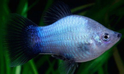 Пецилия Голубая Чернохвостая
