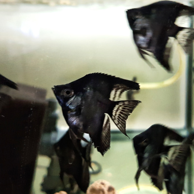 Скалярия Черное Сердце, SM