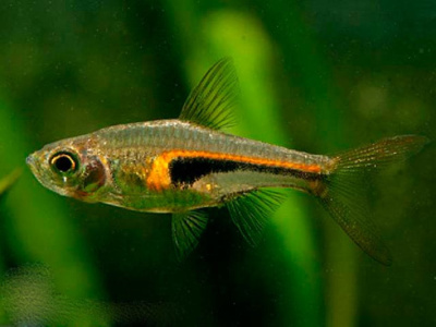 Расбора Хенгеля Rasbora hengeli