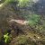 Креветка Амано, M Caridina japonica Креветка Амано, M Caridina japonica