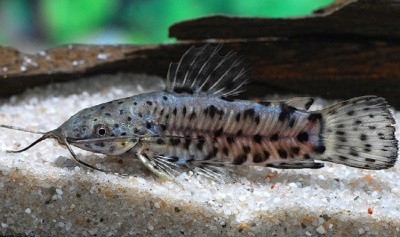 Сом Таракатум