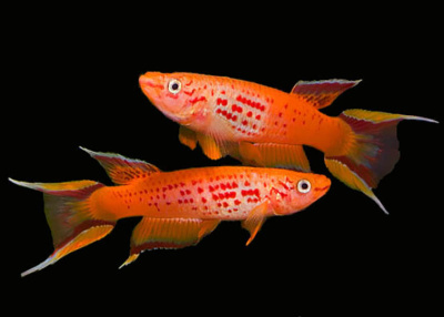 Афиосемион Южный (Апельсин) Aphyosemion australe