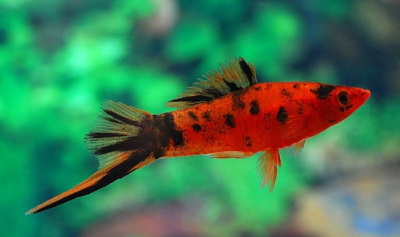 Меченосец Красный Ситцевый